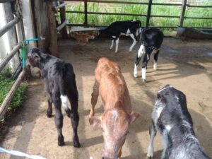 Programa de reprodução bovina auxilia produtores rurais de Pinda e melhora qualidade genética do rebanho