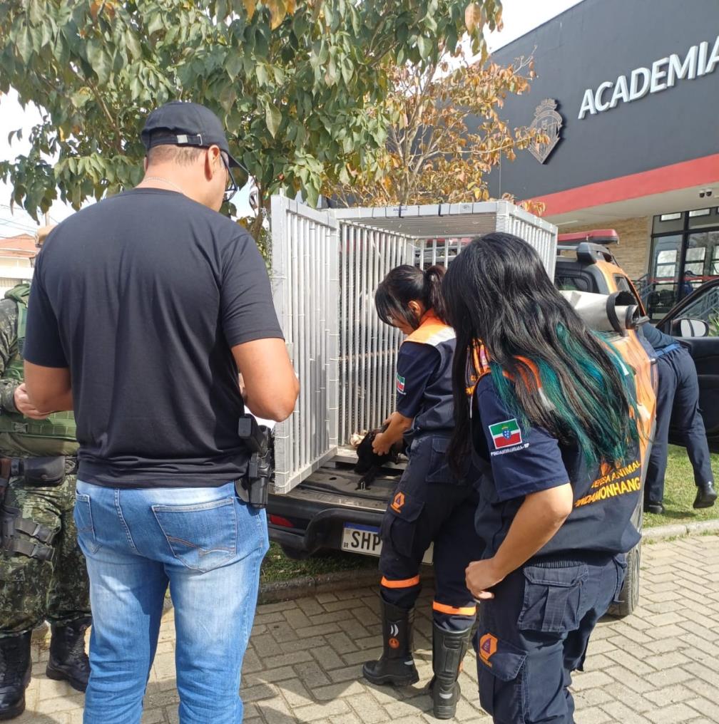 Denúncia leva ao resgate de cadela vítima de maus-tratos no Jardim Regina